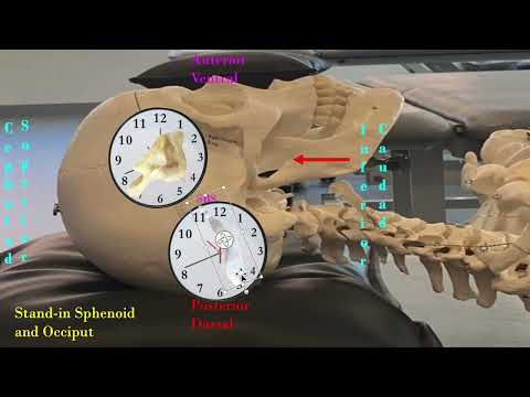 Cranial Animation Superior Shear