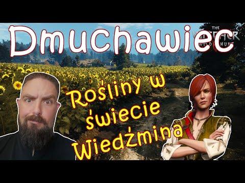 Rośliny w świecie Wiedźmina - Dmuchawiec
