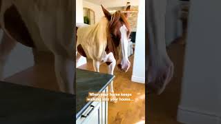 Horse Keeps Coming Into The House | The Dodo by The Dodo