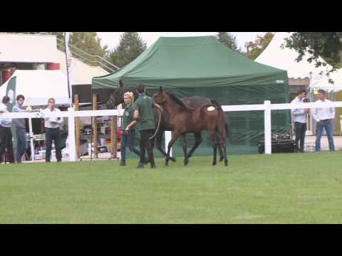 Lot 3 - F14 par SPANISH MOON et UVARINA DU GRANIT