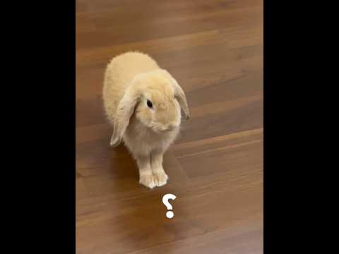 Bunnies are so cute when they get angry and stomp feet!#rabbit