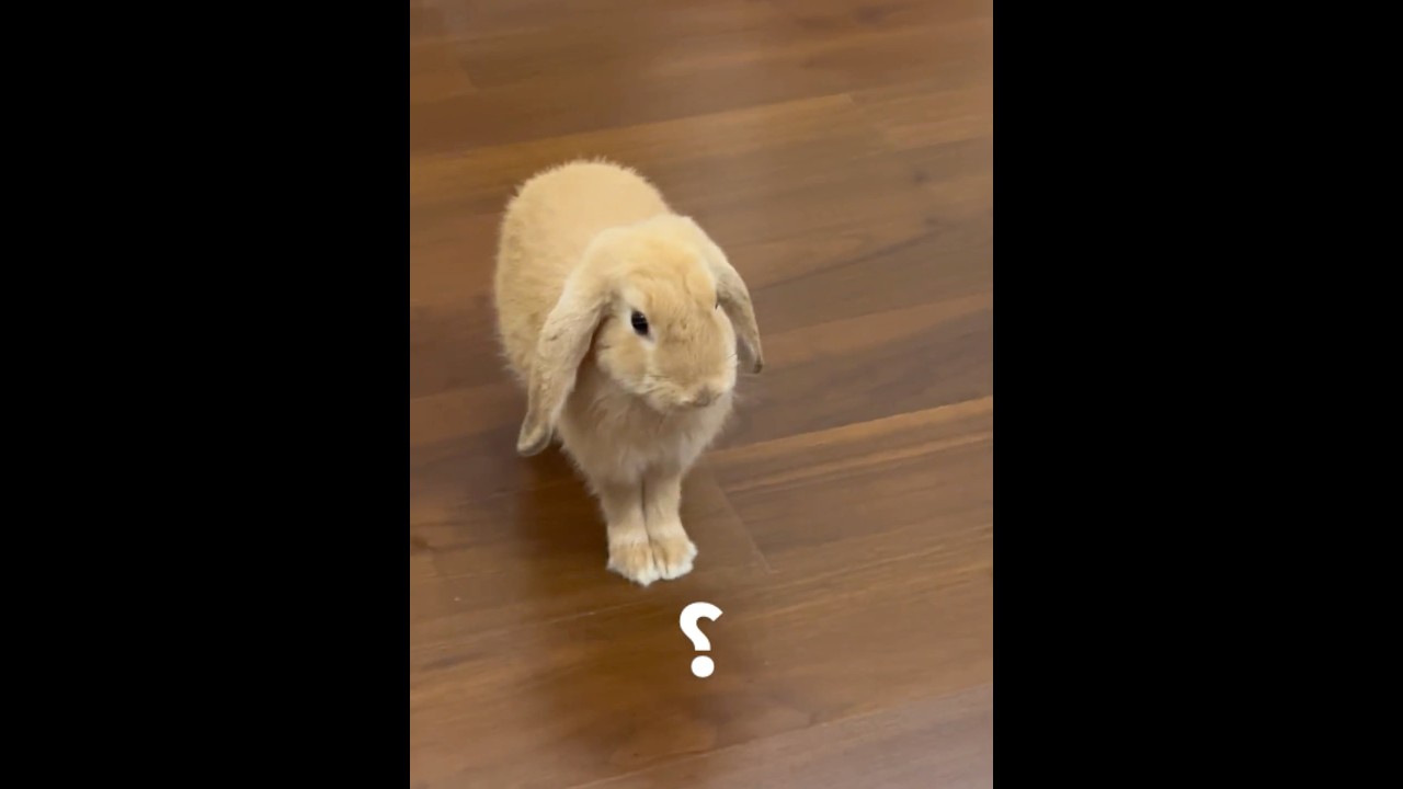 Bunnies are so cute when they get angry and stomp feet!#rabbit