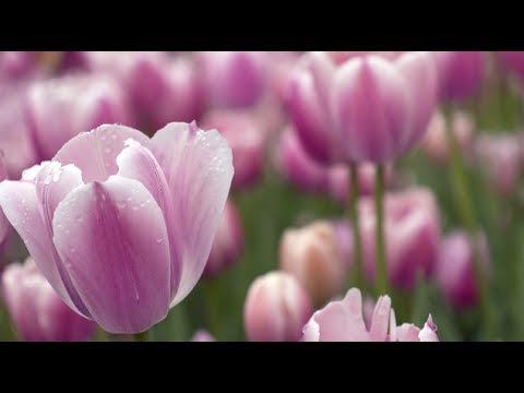 花の象徴的な意味 |サザンリビング