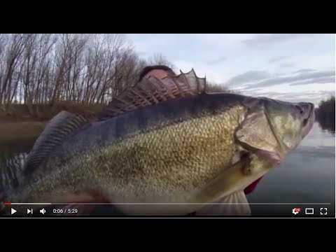 BIG zander release compilation
