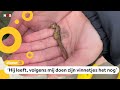 Linne vond een aangespoeld zeepaardje op het strand