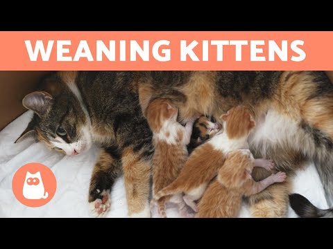 WEANING KITTENS - Both with Mother and Bottle Fed