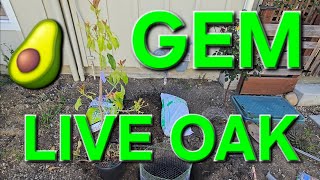 PLANTING A GEM AVOCADO TREE IN SANTA CRUZ, CALIFORNIA IN THE LIVE OAK AREA
