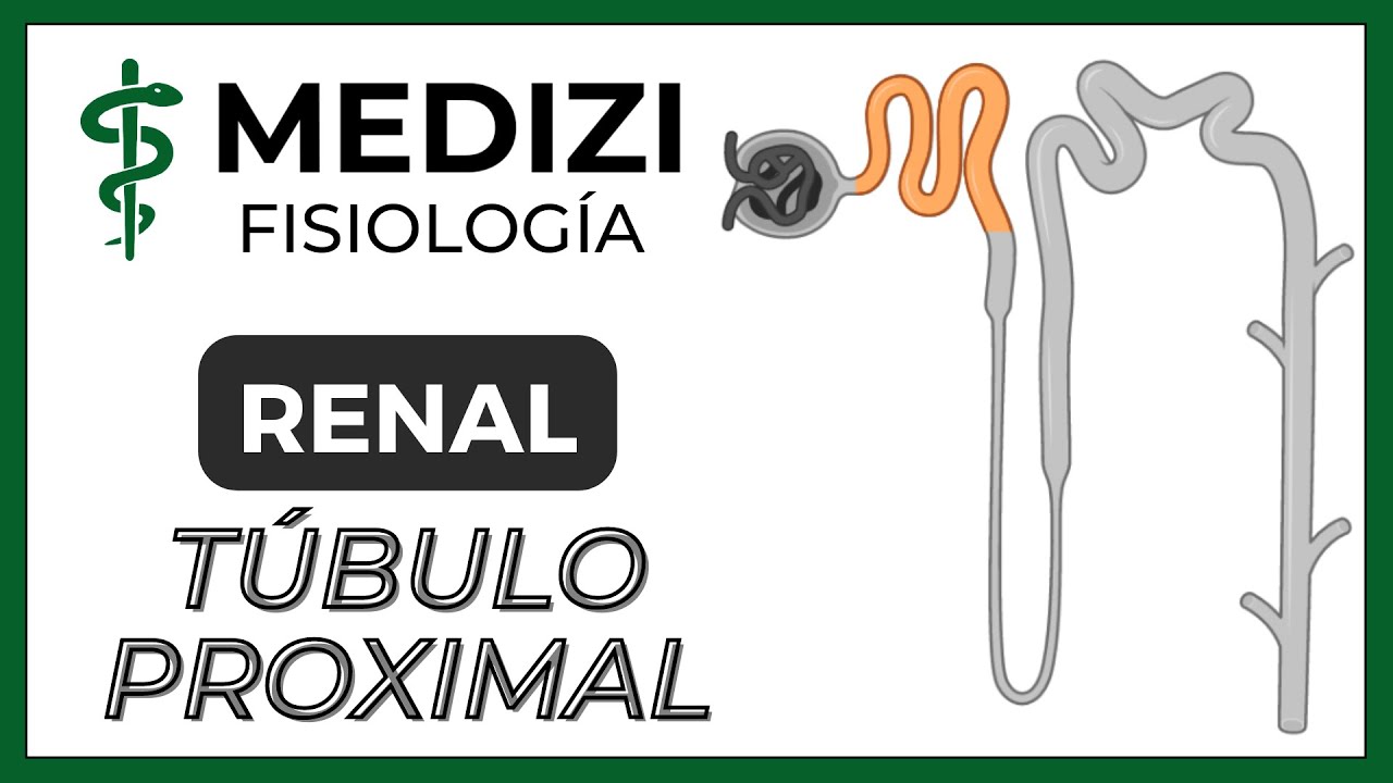 Fisiología Renal - Reabsorción y secreción tubular renal (Túbulo Proximal) (IG:@doctor.paiva)