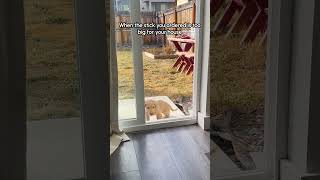 Dog Fails At Getting Giant Stick Through Door