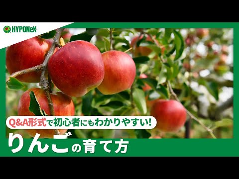 リンゴの収穫: 良い収量を得るための 10 のヒント 植物