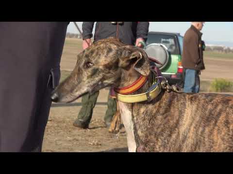 CAMPEONATO GALGOS FEDERACION MADRILEÑA 2025 - GRUPO 1 DIECISEISAVOS FINCA LOS PRADILLOS