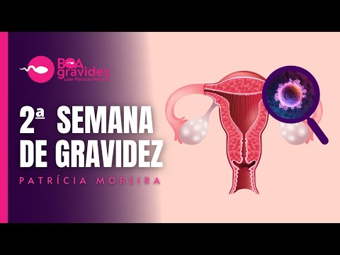 2ª SEMANA DE GRAVIDEZ - Gravidez Semana a Semana (Atualizado)