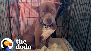 The Rescue Community Saves This Sick Pittie — Twice | The Dodo