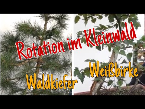 Bonsai garden "Kleinwald" Part 1 - Scots pine and silver birch are being moved. Pre-Bonsai 2023/36