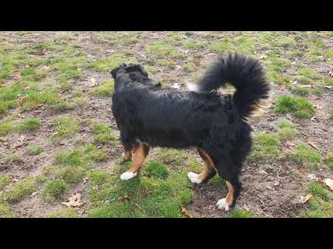 Sirsha losloopveld 2