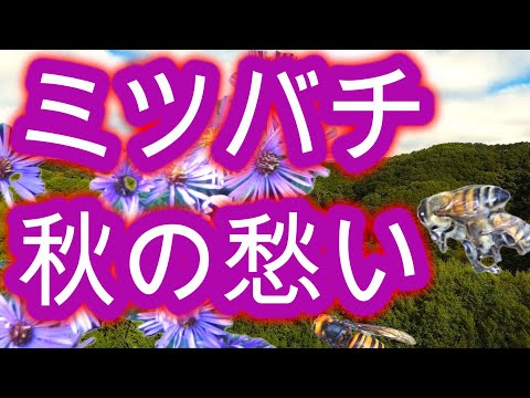 経済学科 晴蜂雨読 ㊵／スズメバチ対策とミツバチヘギイタダニ対策との間の矛盾した関係について (2024年10月、その1)／山崎亮一／日英字幕付き／Autumnal sorrows of bees ／Sub