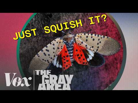 殺蟲的道德界線 | The Gray Area (The ethics of killing bugs | The Gray Area)
