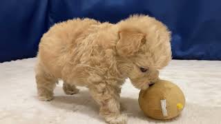 ハーフ犬の動画01