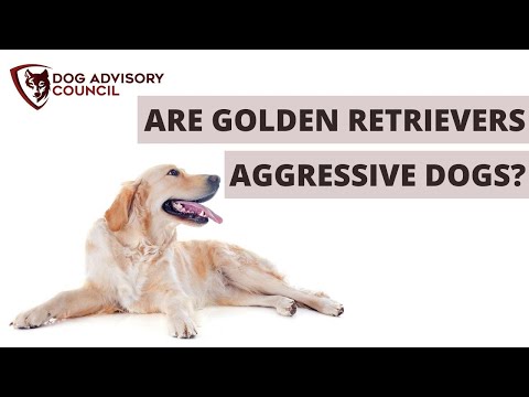 1st YouTube video about are golden retrievers aggressive