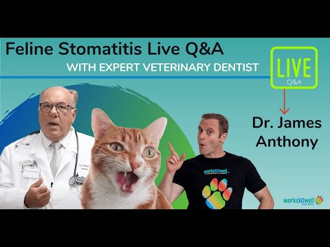 Feline Stomatitis Q/A with Dr. Anthony