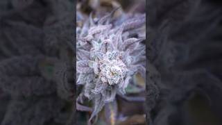 This Nana Glue Run Was Different…