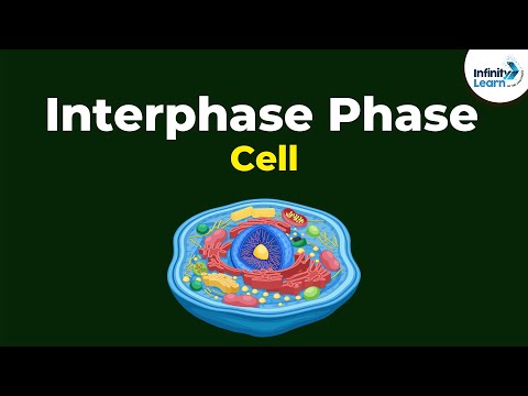 Phases of Interphase | Cells | Don't Memorise