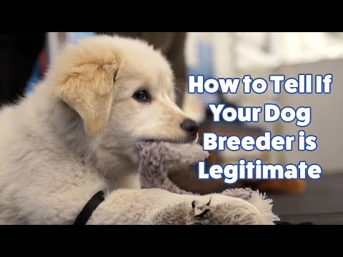 How to find out if a dog breeder is legitimate