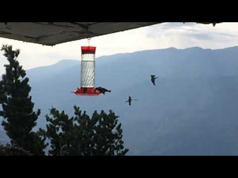 Hubby took this video of the humming birds at the lookout bird feeder. 