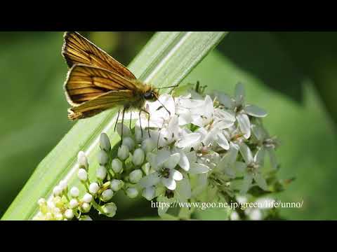 オカトラノオとイケマに来たチョウ　Gooseneck loosestrife attract butterflies