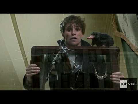 Fantastic Beasts And Where To Find Them clip - Newt vs the Niffler FULL HD 1080p
