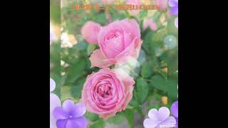 🌷上海之旅2-拈花灣114.03.01