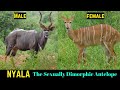 Nyala Antelope The Sexually Dimorphic Antelope