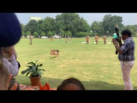 76th Independence Day celebration #dog#doglover #shorts #