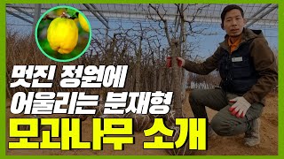 멋진 정원에 어울리는 분재형 모과나무를 소개합니다! (정원에 심으면 좋은 나무)