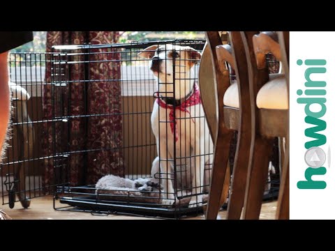 如何訓練幼犬的籠子 - 訓練幼犬的籠子。 (How To Crate Train a Puppy - Crate Training a Puppy)