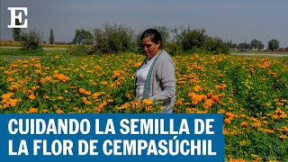 Caring for the Marigold Flower Seed | EL PAÍS