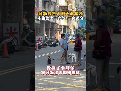 【反正一定聊很久】米格魯坐一旁等阿嬤聊天！網：像極小時候的我｜#寵物雲 #shorts