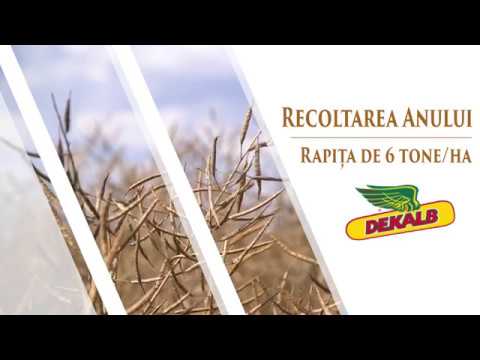 Recoltarea anului - Rapita DEKALB 6 tone/ha