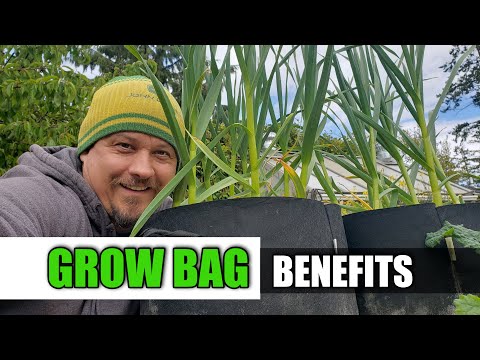 How To Grow Garlic Indoors Anytime Anywhere