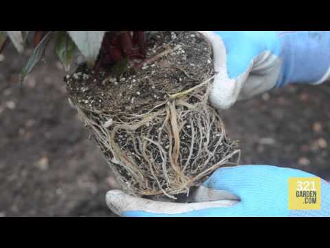 321Garden Quick Tip: Always Cut Your Roots!