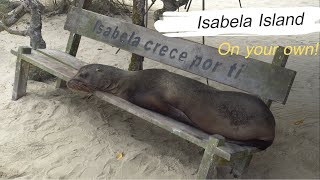 Galapagos on Your Own: Isabela (The BEST Island!)
