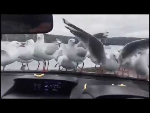 moi moi moi ! meme sound effect