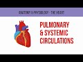 Anatomy Physiology The Heart Pulmonary And Systemic Circulation