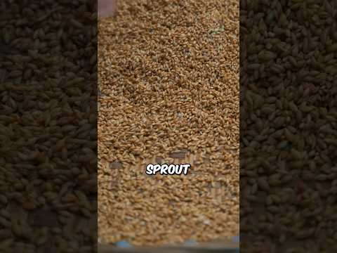 How to Brew Traditional Beer at Home