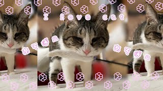 『実写動画』I love cat 元保護猫/盲目猫 レインちゃん　あそぼーとおもちゃを持ってくるかしこちゃん🥰