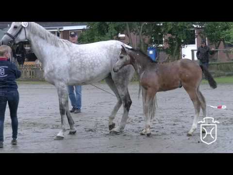 HEI148 Stutfohlen von Vagabond de la Pomme - Carinjo - Calido I