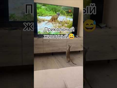 Домашний сурикат боится 😅 #юмор #смехпродлеваетжизнь