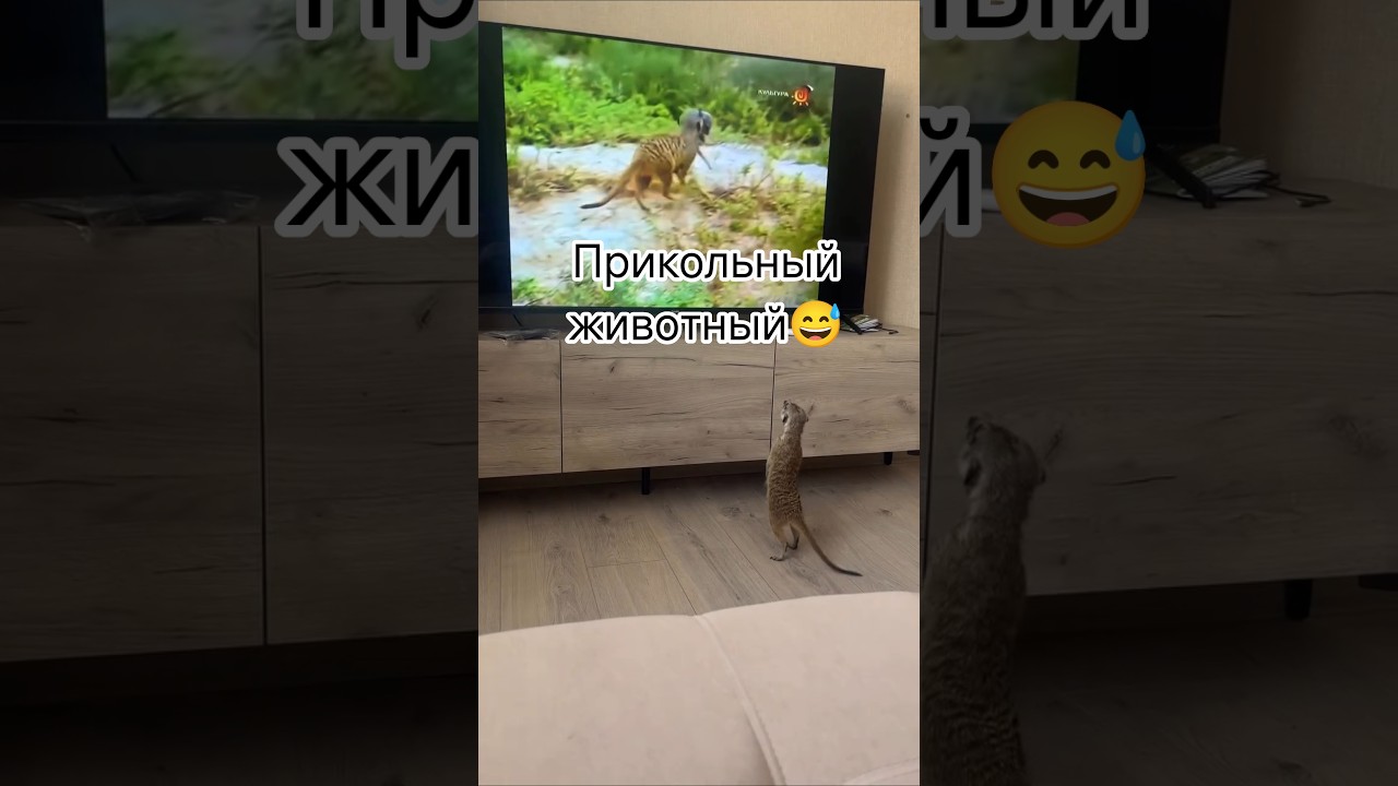 The pet meerkat is scared 😅 #humor #laughterprolongslife