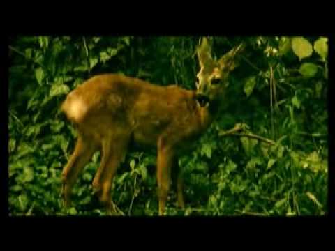 Elitsa Todorova & Stoyan Yankoulov-Earth