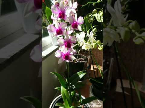 , title : 'My first dendrobium sa-nook'